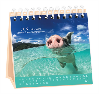 Tischkalender - "Happymacher" - 2027 - Monat Juni - Spruch: "S.O.S.! Ich brauche: Sommer. Ozean. Sonnenschwein." Design: Ein Schwein, welches in Glas klarem Wasser schwimmt.