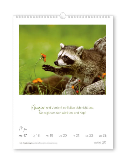 Wochenkalender - "Lebensweisheiten" - 2027- Spruch: "Neugier und Vorsicht schließen sich nicht aus. Sie ergänzen sich wie Herz und Kopf." Bild: Ein Waschbär, der nach einer Blume greift.