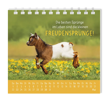 Mini Kalender - "Happymacher" - 2027 - Monat Mai - Spruch "Die besten Sprünge im Leben sind die kleinen Freudensprünge!" Design: Ein Ziegenbaby das durch eine Blumenwiese tollt.  