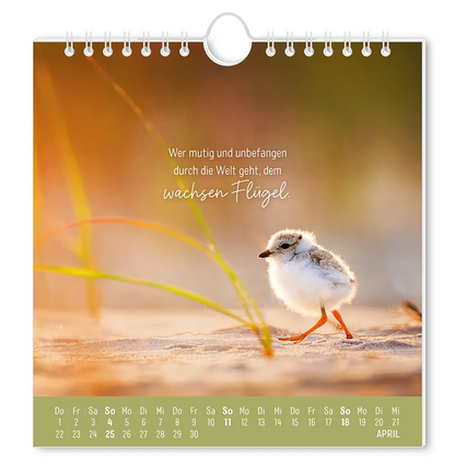 Postkartenkalender - "Strandgut" - 2027 - Monat April - ein kleiner Vogel, der über Sand stolziert mit dem Spruch "Wer mutig und unbefangen durch die Welt geht, dem wachsen Flügel."