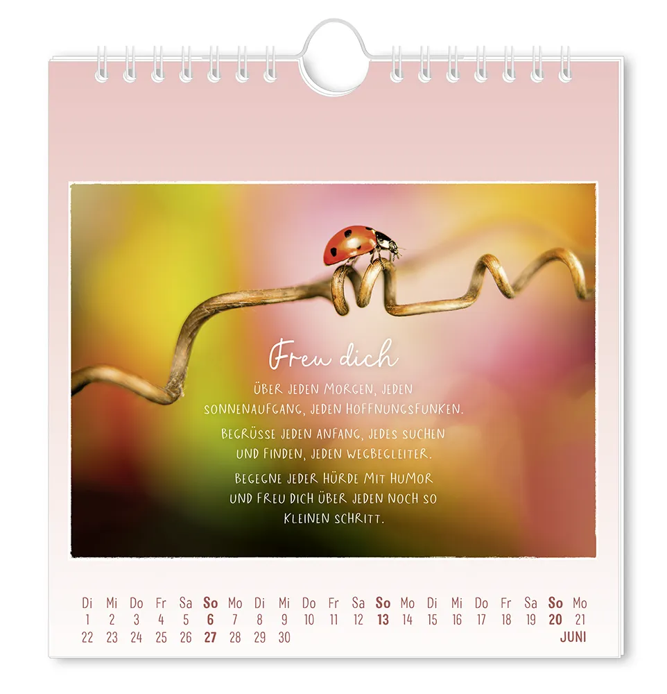 Postkartenkalender - 2027 - "Traumtage" - Monat Juni - Ein Marienkäfer, der auf einem Zweig sitzt mit dem Spruch "Freu dich über jeden Morgen, jeden Sonnenuntergang, jeden Hoffnungsfunken. Begrüße jeden Anfang, jedes Suchen und Finden, jeden Wegbegleiter. Begegne jeder Hürde mit Humor und freu dich über jeden noch so kleinen Schritt."