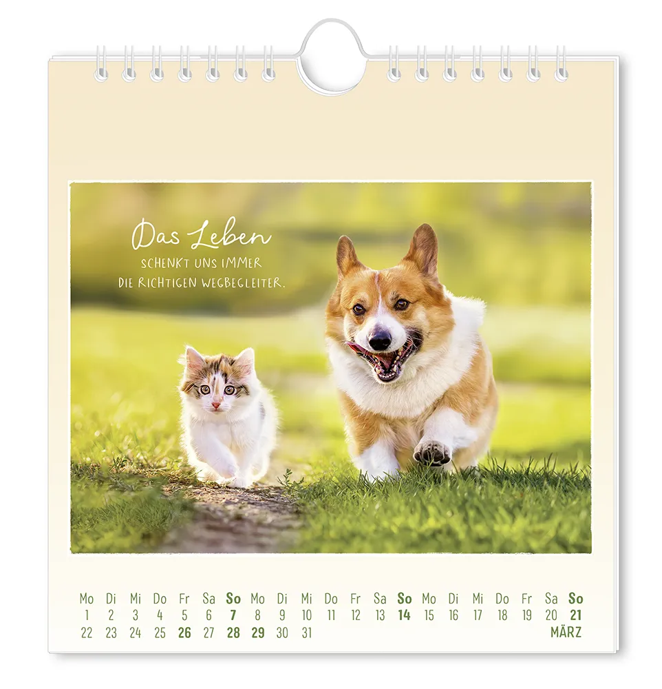 Postkartenkalender - 2027 - "Traumtage" - Monat März - Ein Hund und eine Katze laufen gemeinsam auf einer Wiese mit dem Spruch "Das Leben schenkt uns immer die richtigen Wegbegleiter."