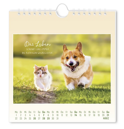 Postkartenkalender - 2027 - "Traumtage" - Monat März - Ein Hund und eine Katze laufen gemeinsam auf einer Wiese mit dem Spruch "Das Leben schenkt uns immer die richtigen Wegbegleiter."