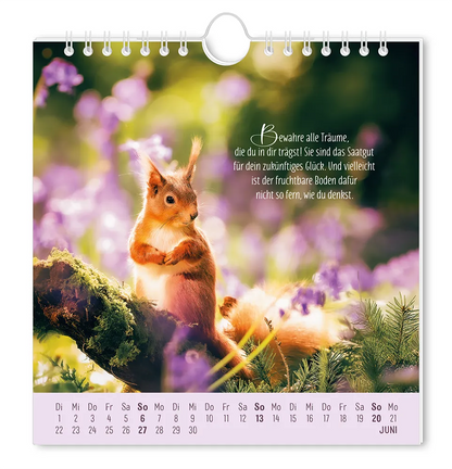 Postkartenkalender 2027 "Lebenszeichen" - Monat Juni - Eichhörnchen mit Blumen im Hintergrund   mit dem Spruch "Bewahre alle Träume, die du in dir trägst! Sie sind das Saat für dein zukünftiges Glück. Und vielleicht ist der fruchtbare Boden dafür nicht so denkst."