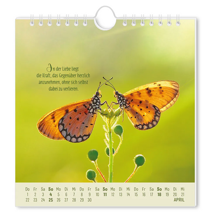 Postkartenkalender 2027 "Lebenszeichen" - Monat April - 2 Schmetterlinge auf einer Pflanze mit dem Spruch "In der Liebe liegt die Kraft, das Gegenüber herzlich anzunehmen, ohne sich selbst dabei zu verlieren."