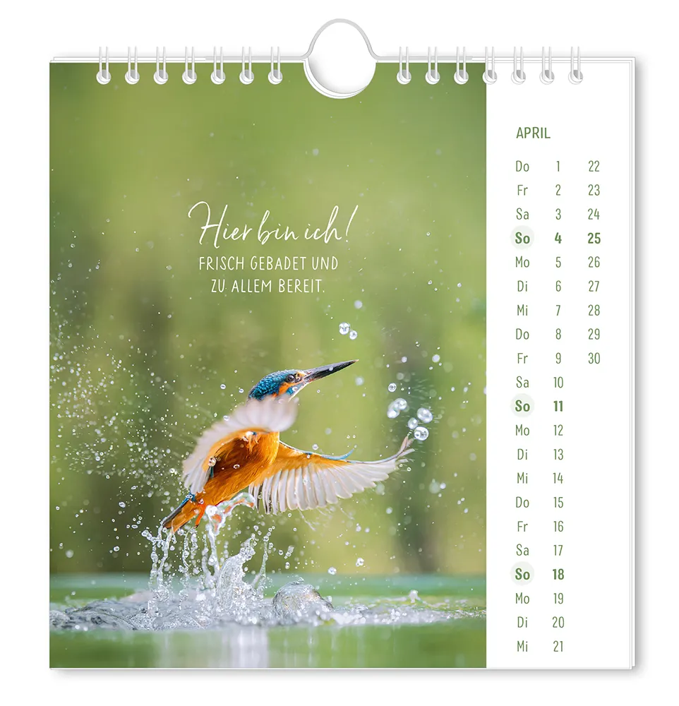 Postkartenkalender "Lichtblicke" 2027 -  Monat April - Vogel nahe des Wassers mit dem Spruch "Hier bin ich! Frisch gebadet und zu allem bereit"