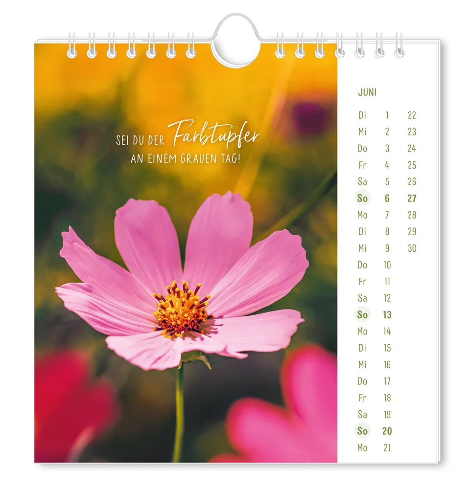 Postkartenkalender "Lichtblicke" 2027 -  Monat Juni - Pinke Blume mit dem Spruch "Sei du der Farbtupfer an einem grauen Tag!"