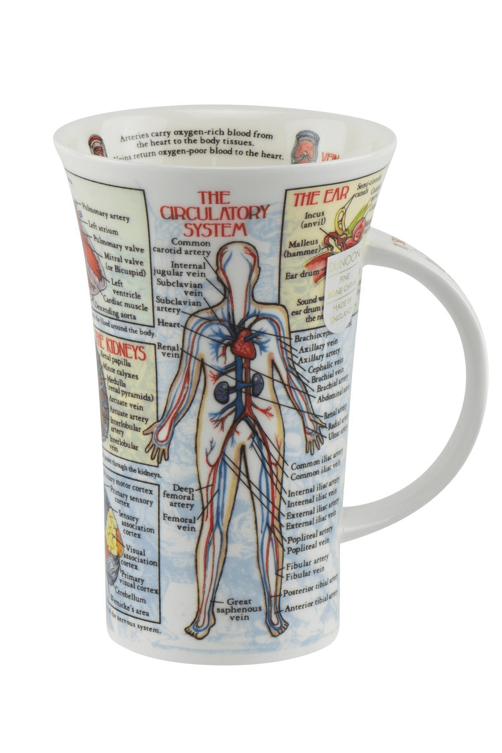 Dunoon Becher Glencoe "Bodyworks"